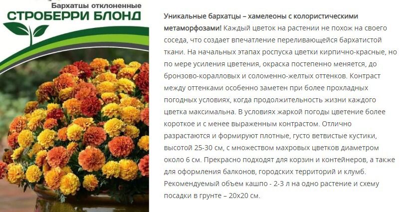 Бархатцы отклоненные Строберри Блонд (1 упаковка - 10 шт.)