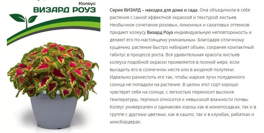 Колеус шлемниковидный Визард Роуз (1 упаковка - 10 шт.)