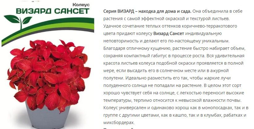 Колеус шлемниковидный Визард Сансет (1 упаковка - 10 шт.)