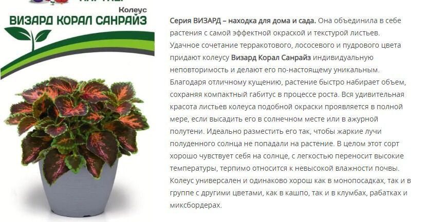 Колеус шлемниковидный Визард Корал Санрайз (1 упаковка - 10 шт.)