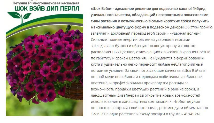 Петуния  "Шок Вэйв" Дип Перпл F1 многоцветковая каскадная (1 упаковка - 5 шт.)