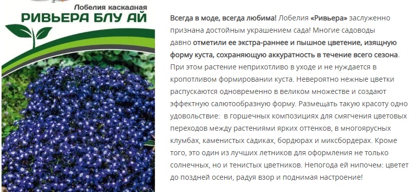 Лобелия каскадная Ривьера Блу Ай (1 упаковка - 10 шт.)