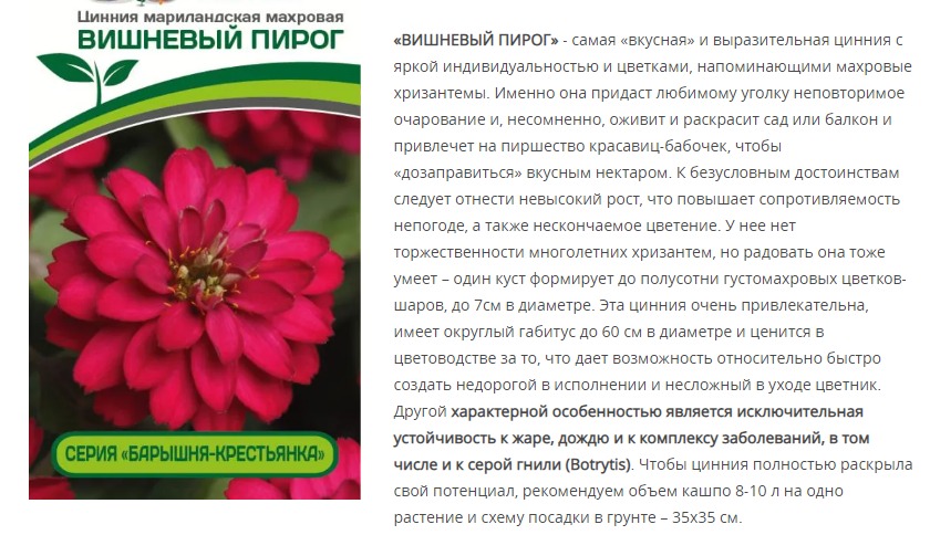 Цинния махровая "Барышня-крестьянка" Вишневый Пирог (1 упаковка - 5 шт.)