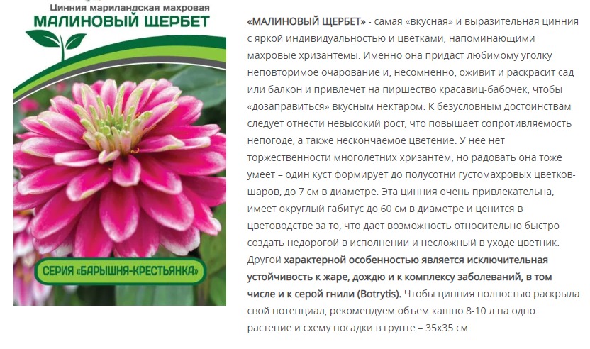 Цинния махровая "Барышня-крестьянка" Малиновый Щербет (1 упаковка - 5 шт.)