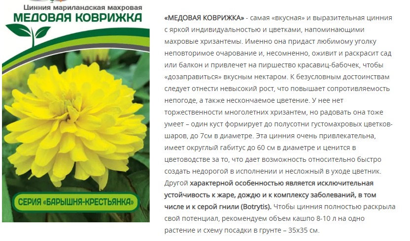 Цинния махровая "Барышня-крестьянка" Медовая Коврижка (1 упаковка - 5 шт.)