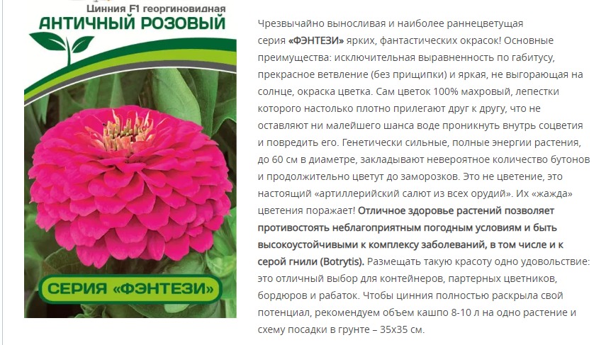 Цинния георгиновидная "Фэнтези" F1 Античный Розовый (1 упаковка - 4 шт.)