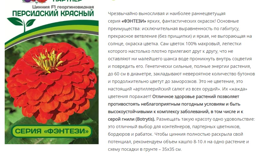 Цинния георгиновидная "Фэнтези" F1 Персидский Красный (1 упаковка - 4 шт.)