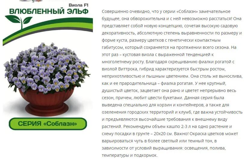Виола "Соблазн" Влюбленный Эльф F1 (1 упаковка - 10 шт.)