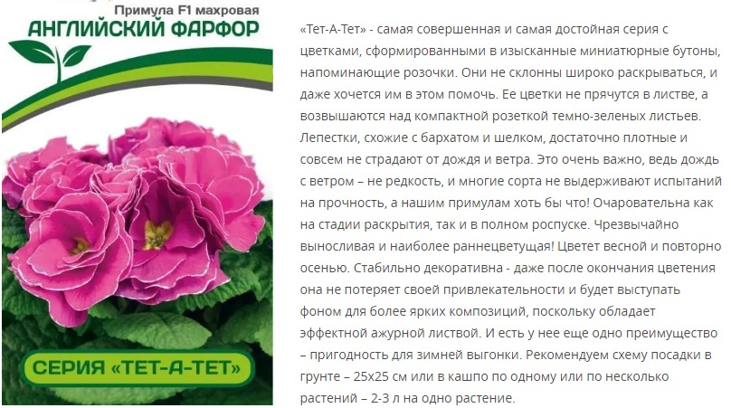 Примула F1 махровая "Тет-А-Тет" Английский Фарфор (1 упаковка - 5шт.)