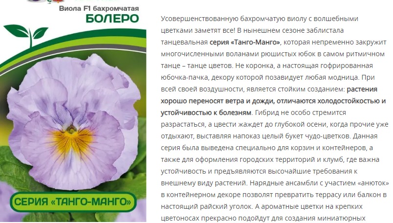 Виола бахромчатая "Танго-Манго" Болеро F1 (1 упаковка - 10 шт.)