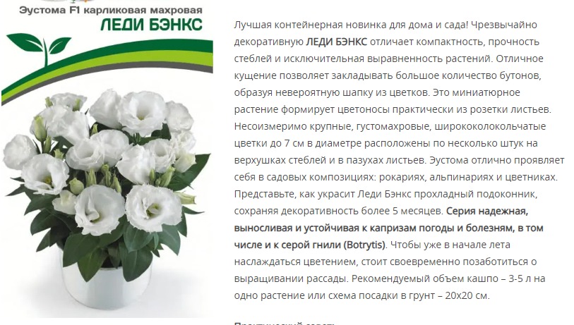 Эустома F1 карликовая махровая белая Леди Бэнкс (1 упаковка - 5 шт.)