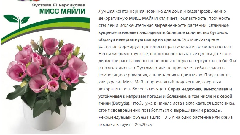 Эустома F1 карликовая розовая Мисс Майли (1 упаковка - 5 шт.)