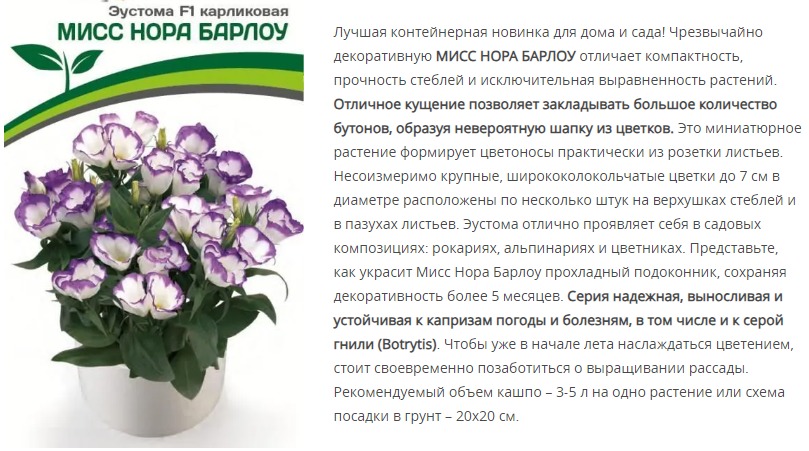 Эустома F1 карликовая бело-фиолетовая с каймой Мисс Нора Барлоу (1 упаковка - 5 шт.)