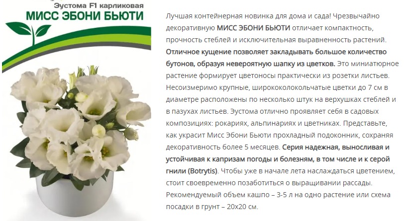 Эустома F1 карликовая айвори Мисс Эбони Бьютти (1 упаковка - 5 шт.)
