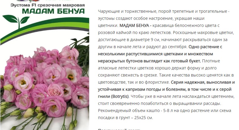 Эустома F1 срезочная махровая бело-розовая Мадам Бенуа (1 упаковка - 5 шт.)