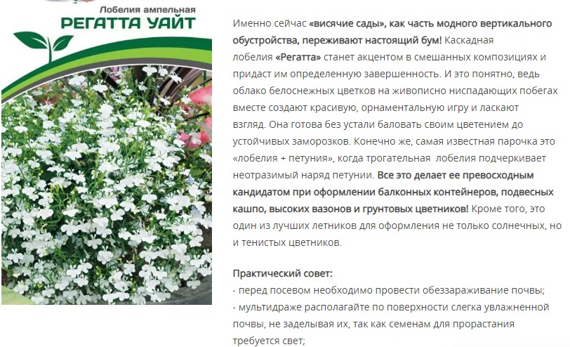 Лобелия ампельная Регатта Уайт (1 упаковка - 10 шт.)