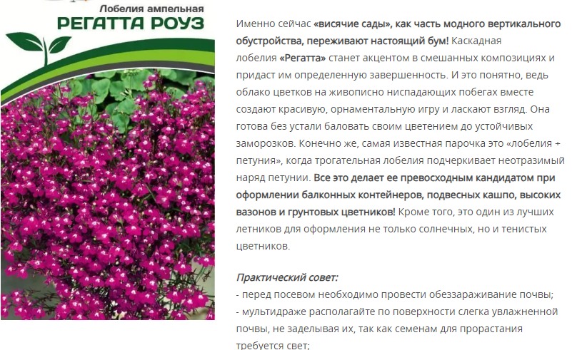 Лобелия ампельная Регатта Роуз (1 упаковка - 10 шт.)