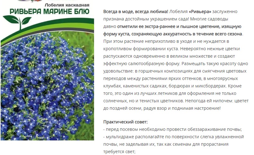 Лобелия каскадная Ривьера Марине Блю (1 упаковка - 10 шт.)