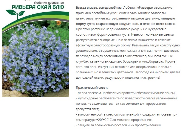 Лобелия каскадная Ривьера Скай Блю (1 упаковка - 10 шт.)