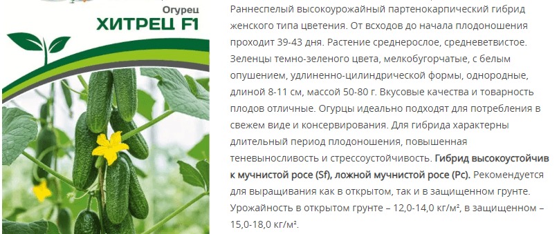 Огурец партенокарпический Хитрец F1 (1 упаковка - 5 шт)