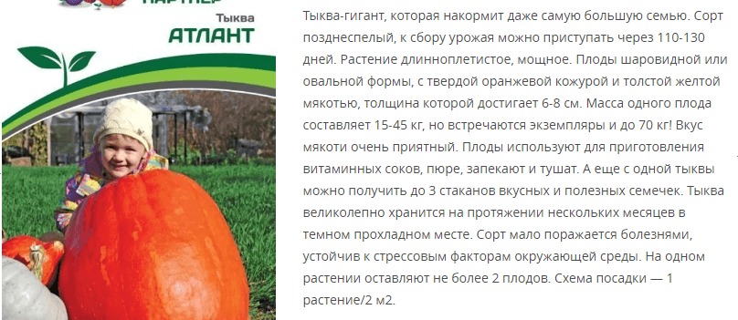 Тыква Атлант (1 упаковка - 10 шт.)