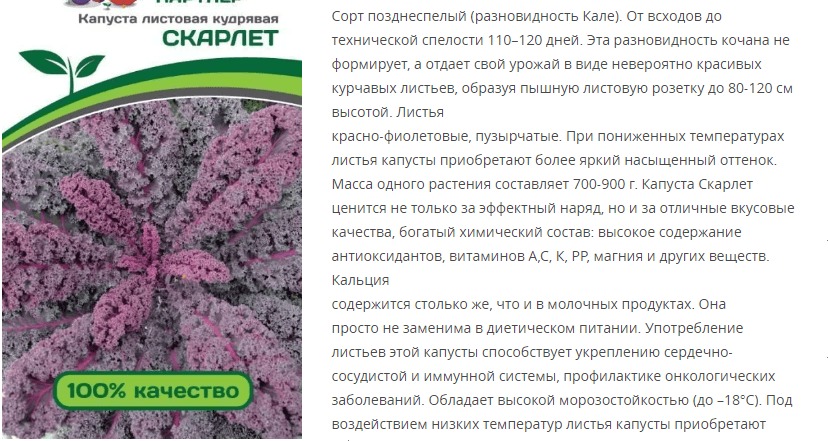 Капуста листовая кудрявая Скарлет (1 упаковка - 0,3 гр.)