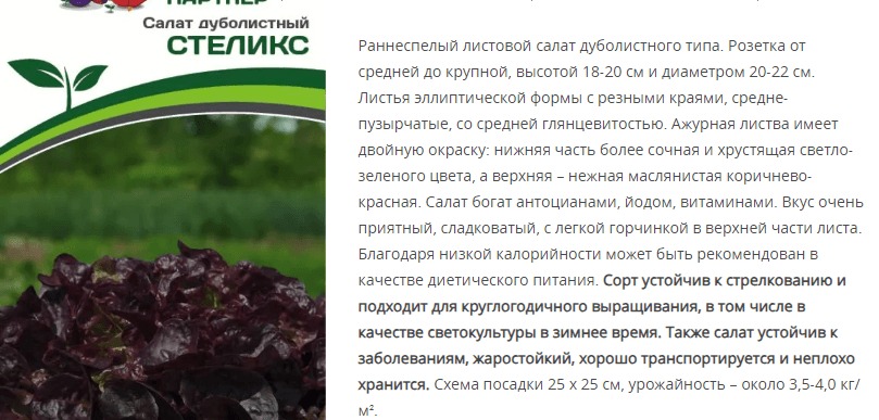 Салат дуболистный Стеликс (1 упаковка - 15 шт.)