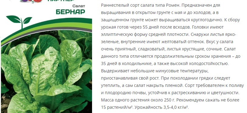 Салат кочанный Бернар (1 упаковка - 0,5 гр.)