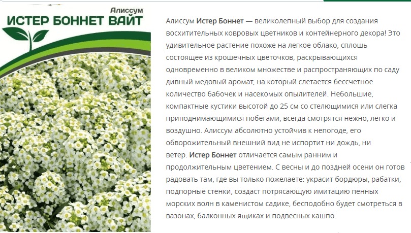 Алиссум морской Истер Боннет Вайт (1 упаковка - 0,01 гр.)