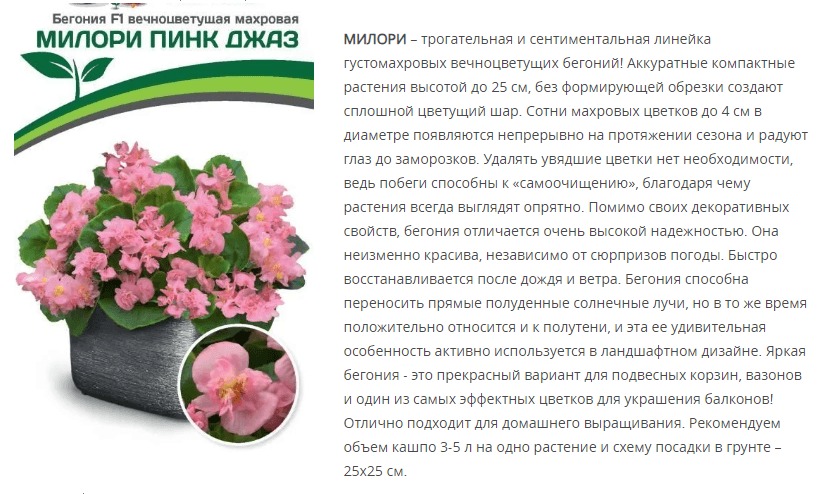 Бегония вечноцветущая махровая F1 Милори Пинк Джаз (1 упаковка - 5 шт.)