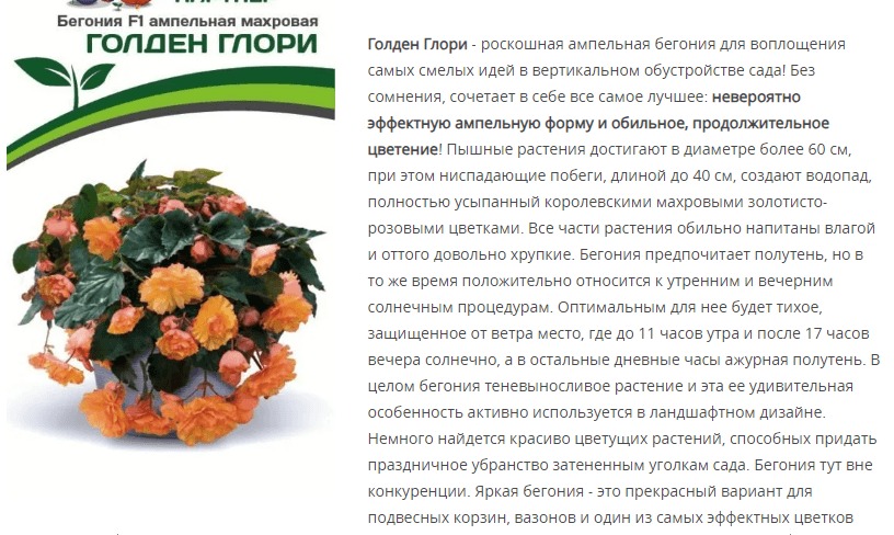 Бегония клубневидная ампельная махровая F1 Голден Глори (1 упаковка - 5 шт.)