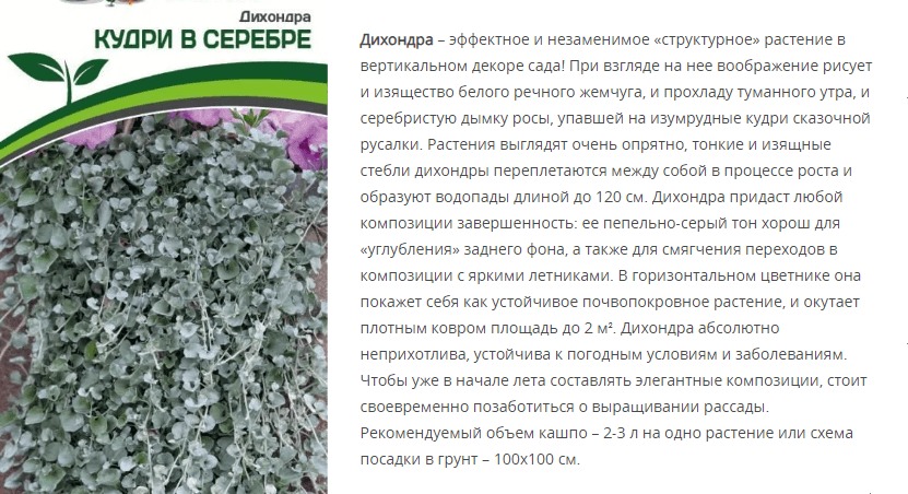 Дихондра серебристая Кудри в серебре (1 упаковка - 4 шт.)