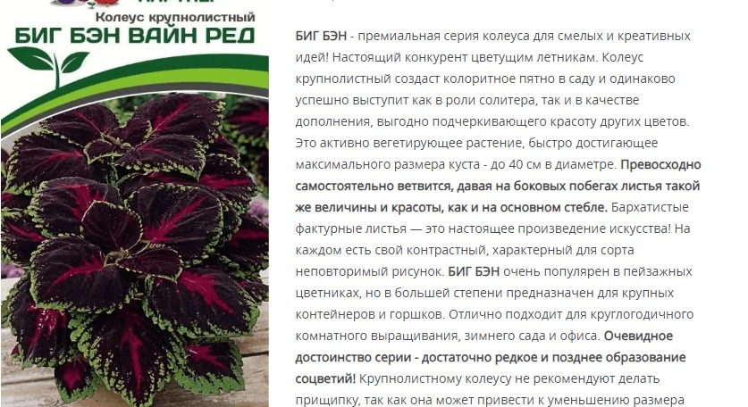 Колеус шлемниковидный крупнолистный Биг Бэн Вайн Ред (1 упаковка - 5 шт.)