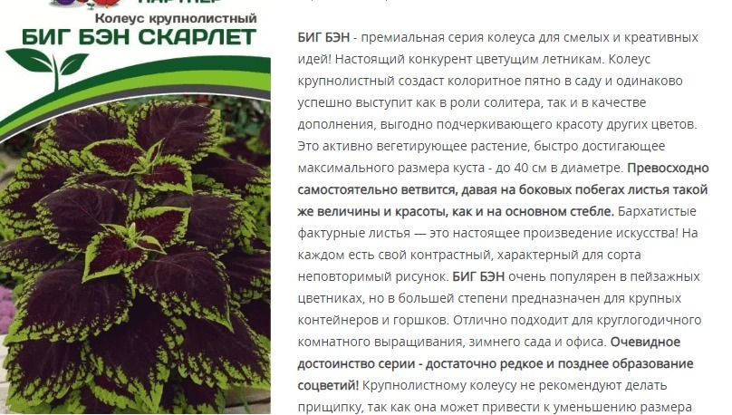 Колеус шлемниковидный крупнолистный Биг Бэн Скарлет (1 упаковка - 5 шт.)