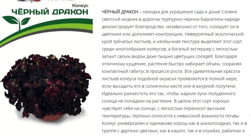Колеус шлемниковидный  Чёрный Дракон (1 упаковка - 10 шт.)