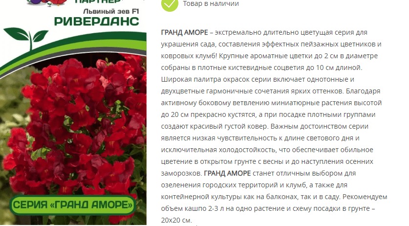Львиный Зев низкорослый крупноцветковый Гранд Аморе F1 Риверданс (1 упаковка - 10 шт)