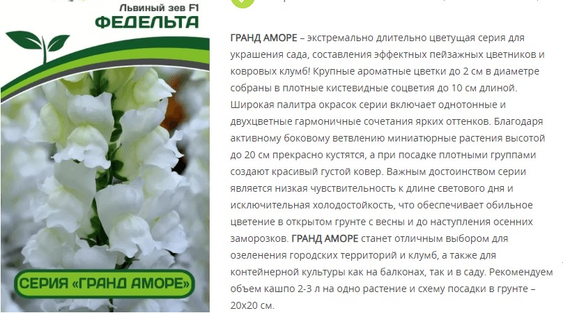 Львиный Зев низкорослый крупноцветковый Гранд Аморе F1 Федельта (1 упаковка - 10 шт.)