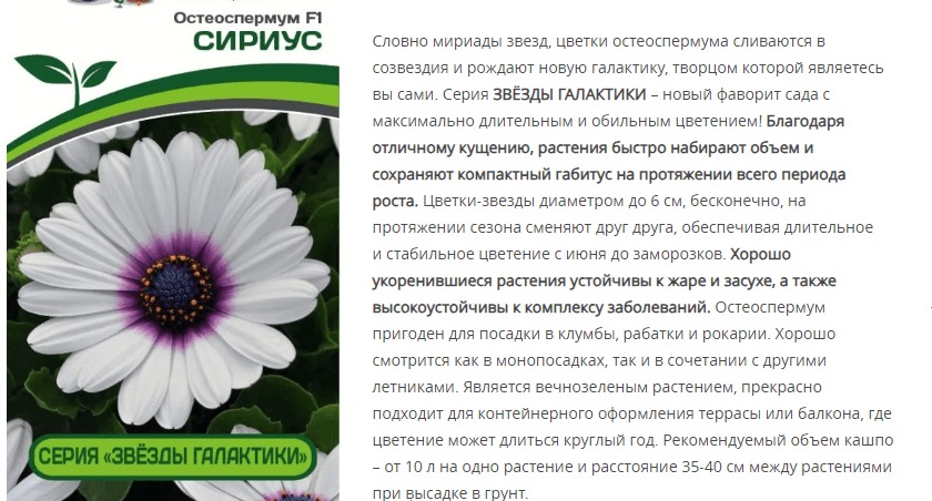 Остеоспермум F1 Эклона "Звезды Галактики" Сириус (1 упаковка - 3 шт.)