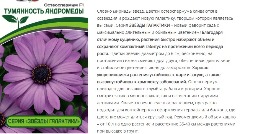 Остеоспермум F1 Эклона "Звезды Галактики" Туманность Андромеды (1 упаковка - 3 шт.)
