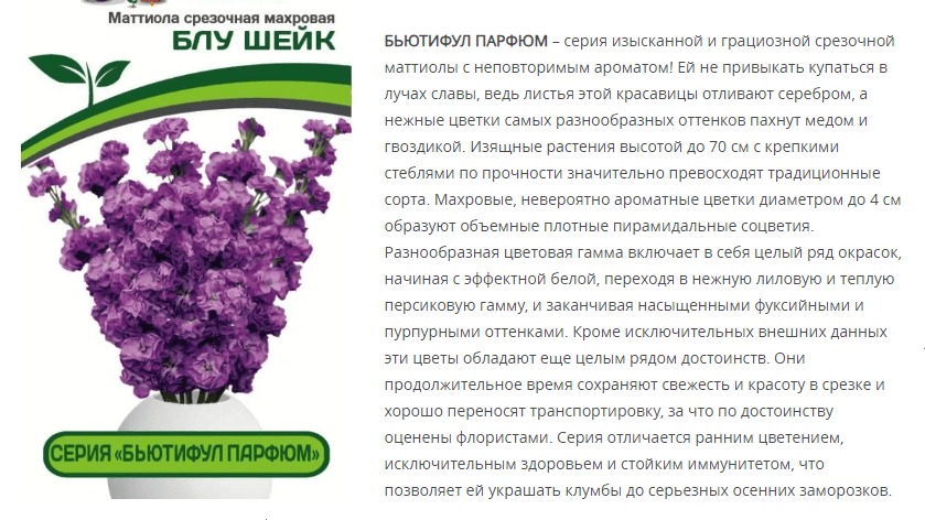 Маттиола срезочная махровая "Бьютифул Парфюм" Блу Шейк (1 упаковка - 10 шт.)