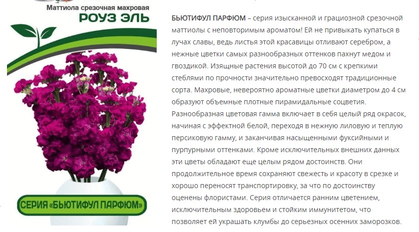 Маттиола срезочная махровая "Бьютифул Парфюм" Роуз Эль  (1 упаковка - 10 шт.)