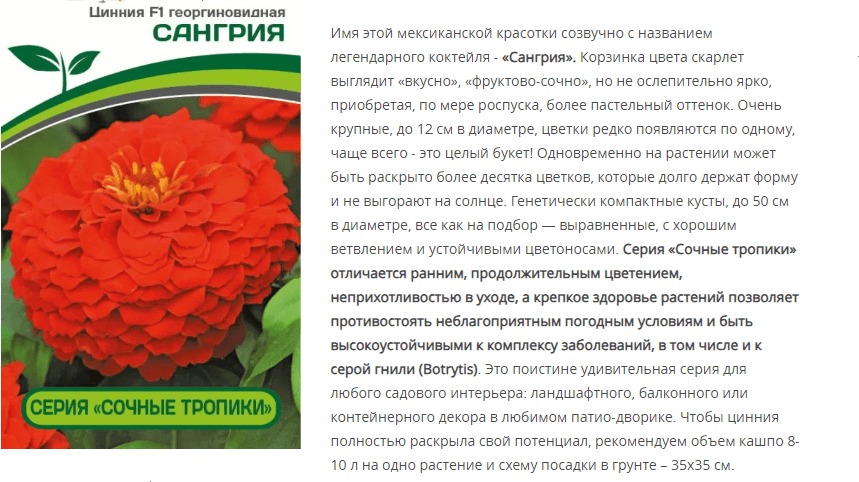 Цинния георгиновидная "Сочные тропики" F1 Сангрия (1 упаковка - 4 шт.)