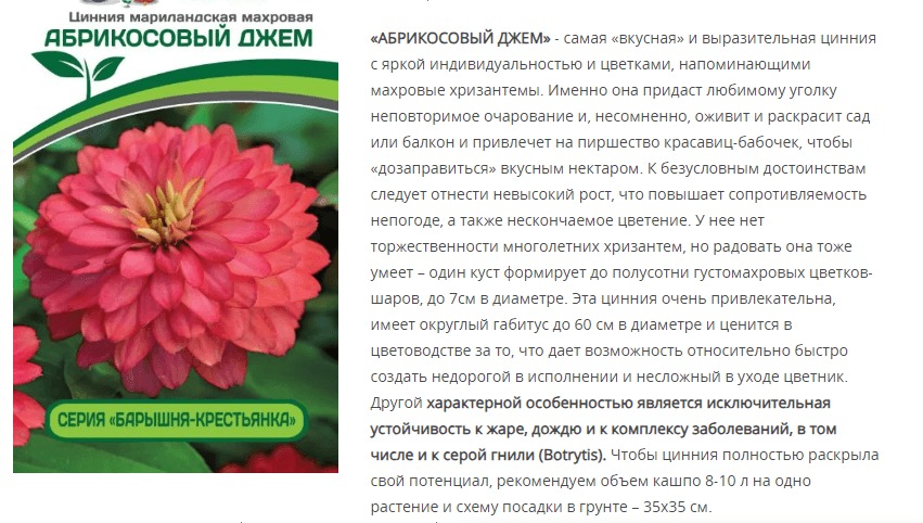 Цинния махровая "Барышня-крестьянка" Абрикосовый Джем (1 упаковка - 5 шт.)