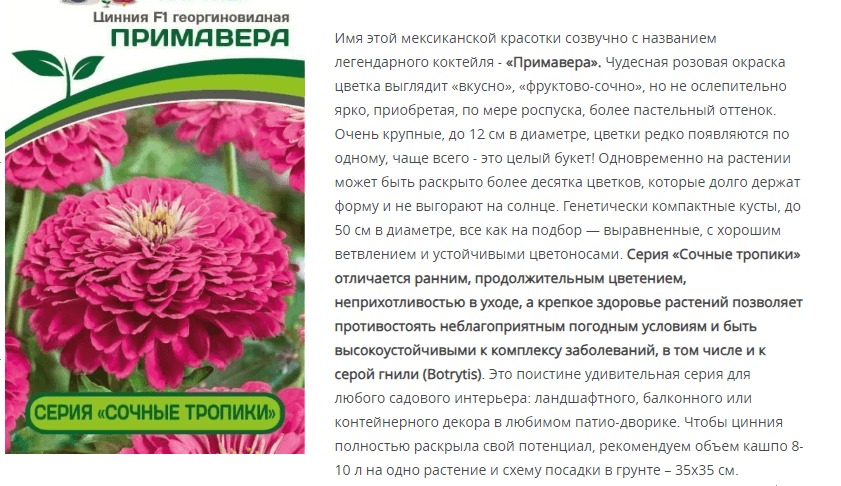 Цинния георгиновидная "Сочные тропики" F1 Примавера (1 упаковка - 4 шт.)