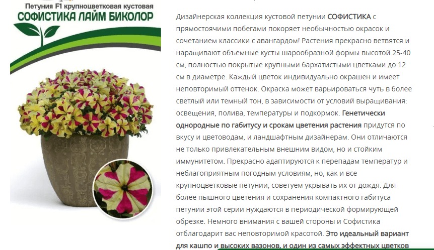 Петуния Софистика Лайм Биколор F1 крупноцветковая кустовая (1 упаковка - 5 шт.)